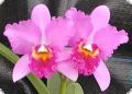 Cattleya Tim Treasure x Potinara Chatoyant