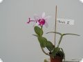 Cattleya intermedia var. orlata 
