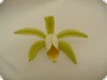 Cattleya forbesii var. alba, 1 spike, 2+ flowers