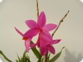 Dendrobium sulawesiense
