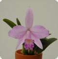 Laelia alaorii x praestans Hybrid, 1 spike, 1 flower