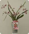 Milt. (correct: Onc.) schroederae x Onc. ornithorynchum (n.r. Katrin Zoch/Ma(l)riechen), 3 spikes