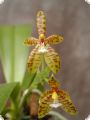 Phalaenopsis cornu cervi, 4+ spikes