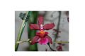Wilsonsara fortissimo, 1 spike, many flowers