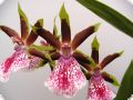 Zygopetalum Hybrid, 1 spike, 4+ flowers