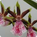 Zygopetalum Hybrid, 2 spikes, 7+ flowers